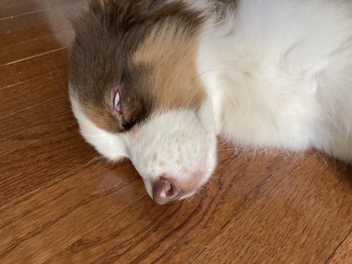 muhshelllll's tweet photo. I just want to take cute pictures of my  puppy napping, but he keeps sleeping with his eyes open! Terrifying. https://t.co/q8bLR2eAXT