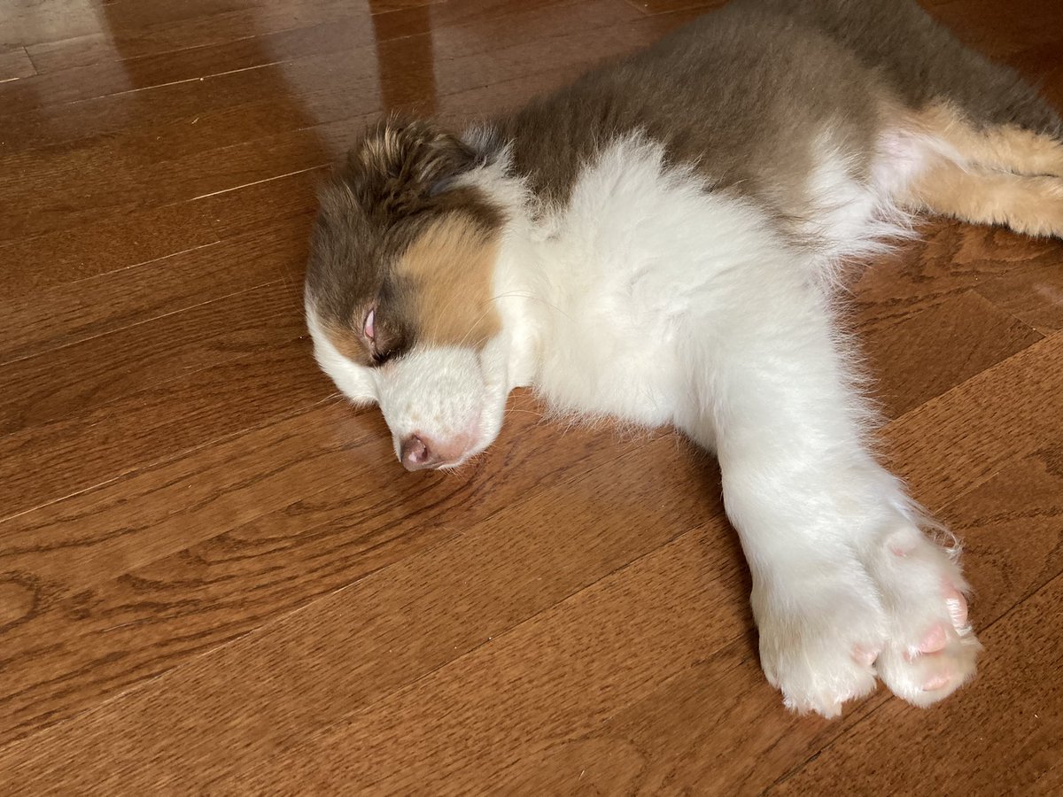 muhshelllll's tweet photo. I just want to take cute pictures of my  puppy napping, but he keeps sleeping with his eyes open! Terrifying. https://t.co/q8bLR2eAXT
