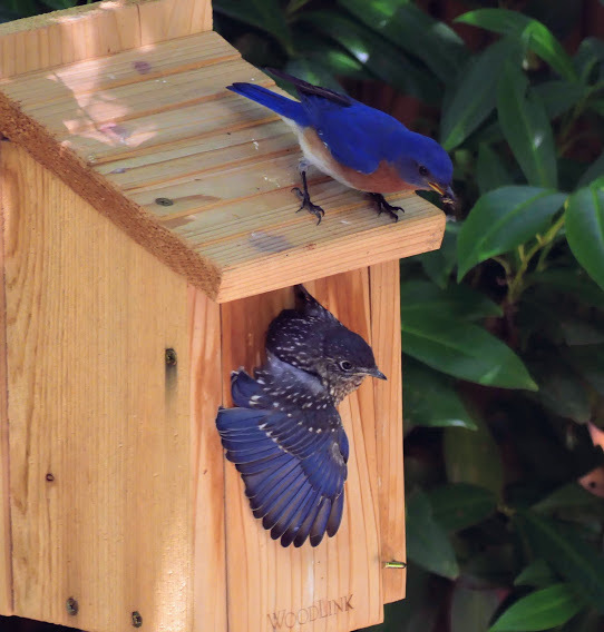 Congratulations to Robin Duska: VA Master Naturalist Volunteer of the Year! She will be taking the lead on checking the 15 new Blue Bird boxes on <a href="/RestonNationalG/">Reston National</a> #golf #naturelovers  fairfaxmasternaturalists.org/?p=7912