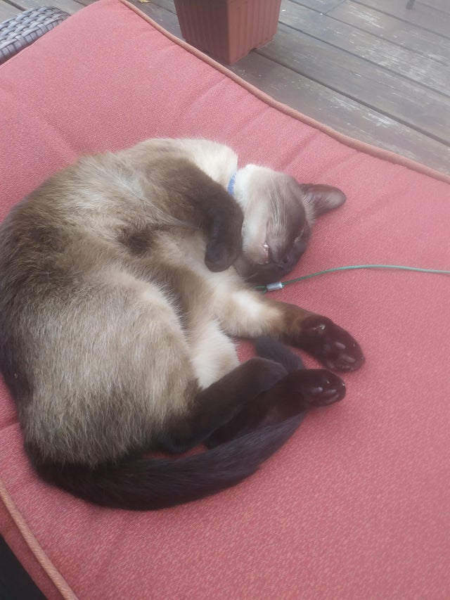 Siamesecat_Mom's tweet photo. #siamesecat days of summer! #hotsummernights
#siamesecat #siamese #cats #cat #of #love #catlife #catlover #siamesecats #catlovers #kittens #kitten #siamesekitten #meow #siameseworld #catoftheday #world #kitty #feature #blueyes #siameselove https://t.co/20mBQkI8UH