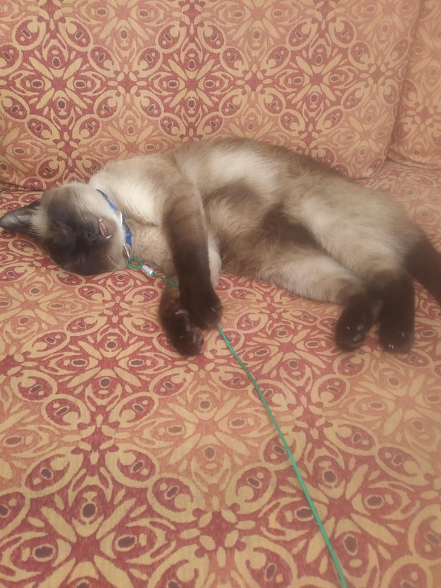 Siamesecat_Mom's tweet photo. Harry is at it again... Sleeping in the heat #siamesecat
#siamesecat #siamese #cats #cat #of #love #catlife #catlover #siamesecats #catlovers #kittens #kitten #siamesekitten #meow #siameseworld #catoftheday #world #kitty #feature #blueyes #siameselove https://t.co/FPIyjQOZlQ