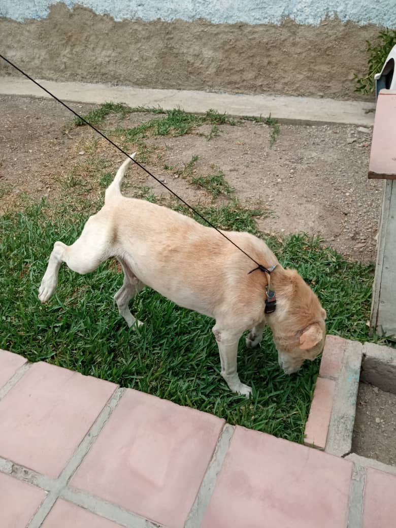 MirniaT's tweet photo. POR PIEDAD TENGO 13 DÍAS Y BUSCARLE UN HOGAR AL CATIRE #GUAROS #BARQTO #LARA DE su antes y después es un gran paso, el esta todavía donde el Doctor Lindon ahora recuperándose de su castración @laprensalara https://t.co/yE5wEI6dMb