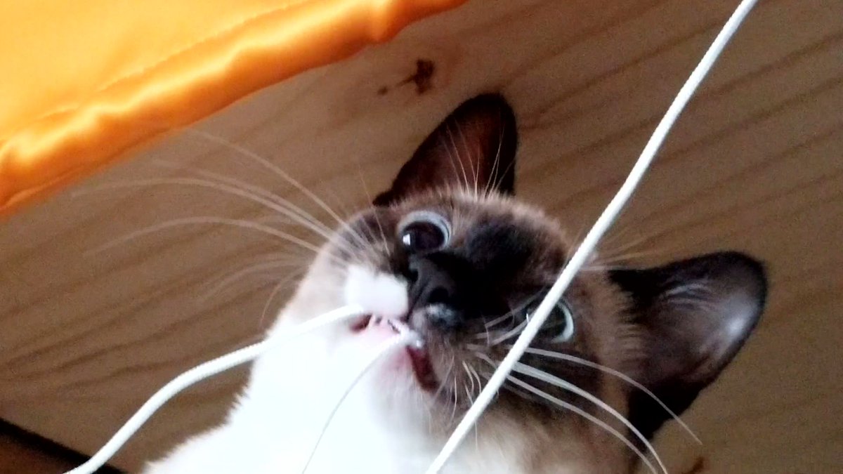 kittysplatt's tweet photo. Our cat + long string = this face https://t.co/0QT8cZZYeN