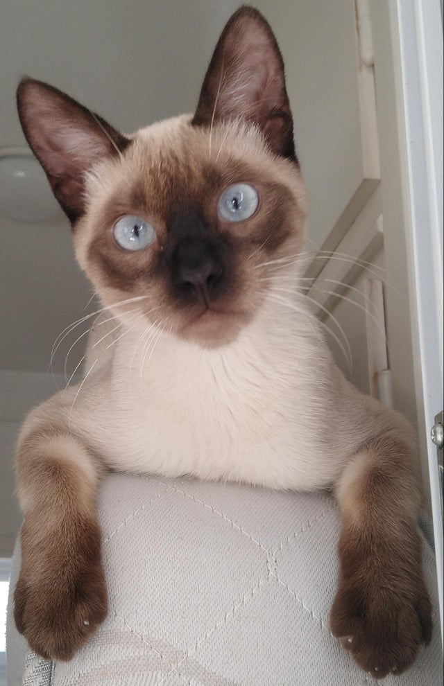 Siamesecat_Mom's tweet photo. My baby!
#siamesecat #siamese #cats #cat #of #love #catlife #catlover #siamesecats #catlovers #kittens #kitten #siamesekitten #meow #siameseworld #catoftheday #world #kitty #feature #blueyes #siameselove https://t.co/uFvFchwmUv
