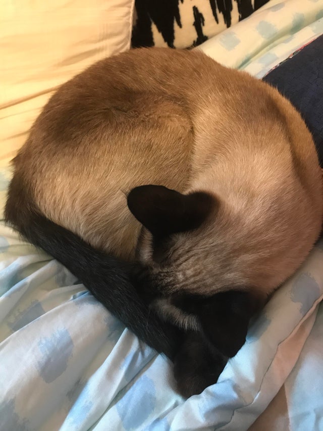 Siamesecat_Mom's tweet photo. (Also posted in r/siamesecats) Jasmine decided to curl up beside me earlier.
#siamesecat #siamese #cats #cat #of #love #catlife #catlover #siamesecats #catlovers #kittens #kitten #siamesekitten #meow #siameseworld #catoftheday #world #kitty #feature #blueyes #siameselove https://t.co/1hJ5DBHftI