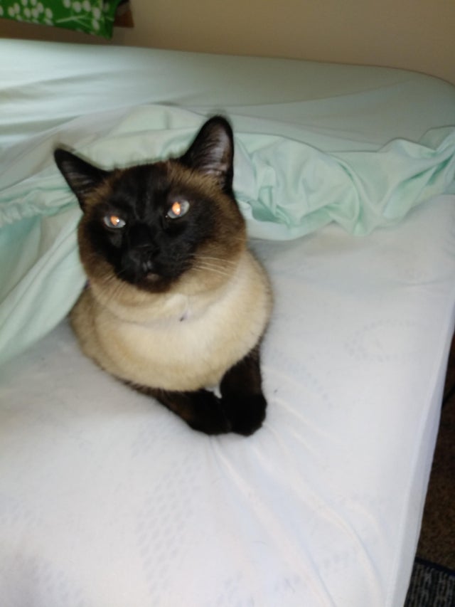 Siamesecat_Mom's tweet photo. Moonlight didn't move as I was making the bed around him. Stopped to take this cute picture then put the fitted sheet over him. He found his way out. Previously posted in r/siamesecats
#siamesecat #siamese #cats #cat #of #love #catlife #catlover #siamesecats #catlovers #kittens https://t.co/CjmlAQdMYD