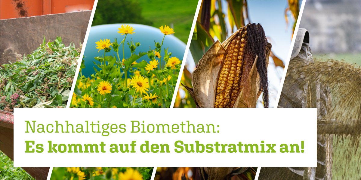 bmp_greengas's tweet photo. Bei der Produktion &amp; Vermarktung von nachhaltigem #Biomethan kommt es auf die ganze #Wertschöpfungskette und den #Substramix an. #Gülle und #Reststoffe verursachen zwar besonders wenig #CO2, Mais ist aber ertragreicher. Die #Nawaro-Pflanze #Silphie ist sogar gut für die Böden! https://t.co/SuXgCMNRAy
