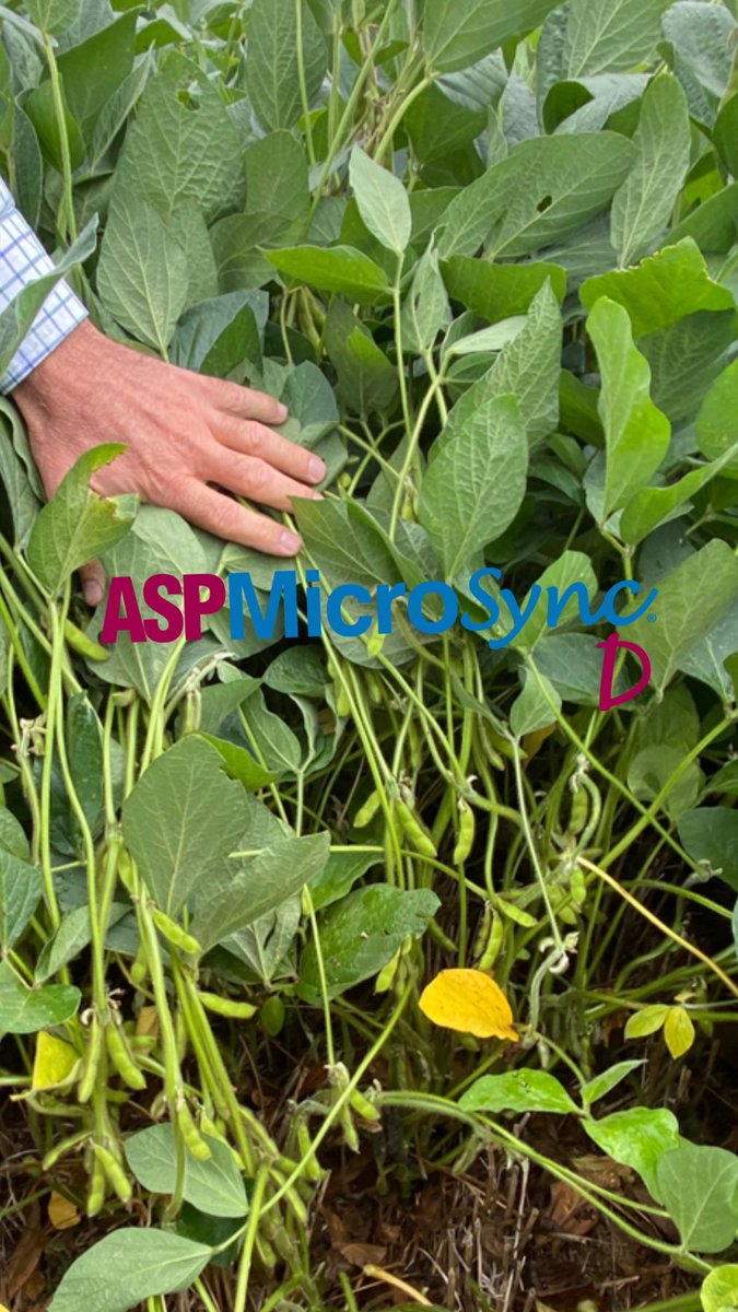 📌En Daireaux
📌En Bellocq 

Demostrando los resultados de MicroSync D en Soja de Segunda. 

☑️Mayor numero de vainas
☑️Menos aborto de flores