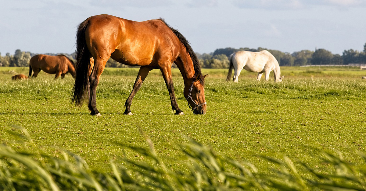 HorseCanada's tweet photo. 10 Important Steps to Spring Pasture Management:
Healthier and more productive pastures during the grazing season require some planning, testing and hard work. #equinenutrition #springpasture
https://t.co/25OGOVRF8X https://t.co/nxIuO4nTdJ