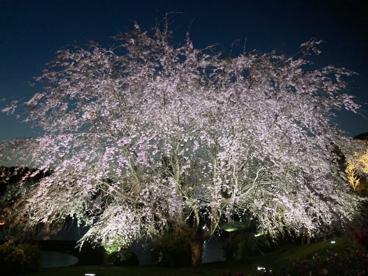 浜松桜の名所