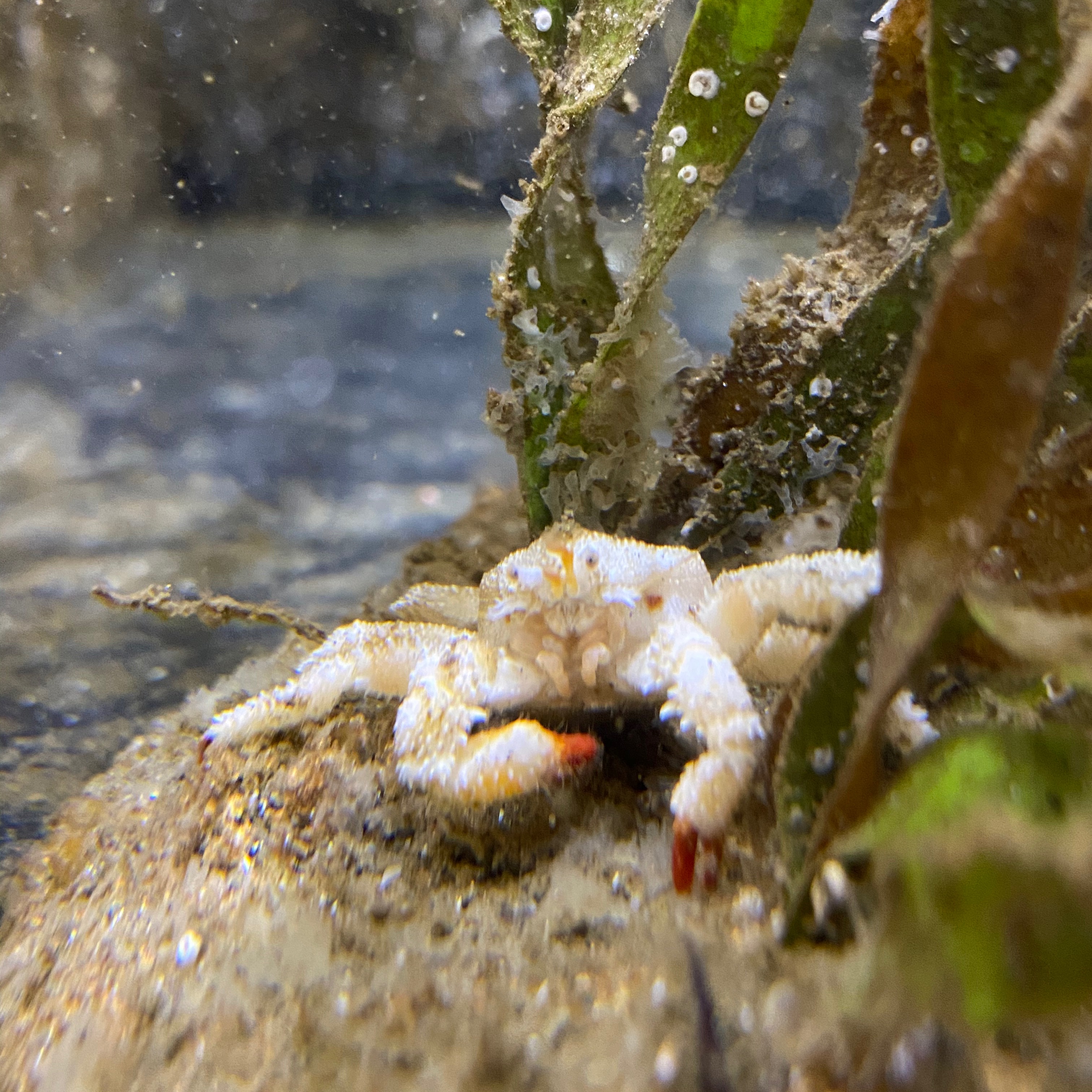 Highline MaST Center Aquarium (HCMaSTAquarium) / Twitter