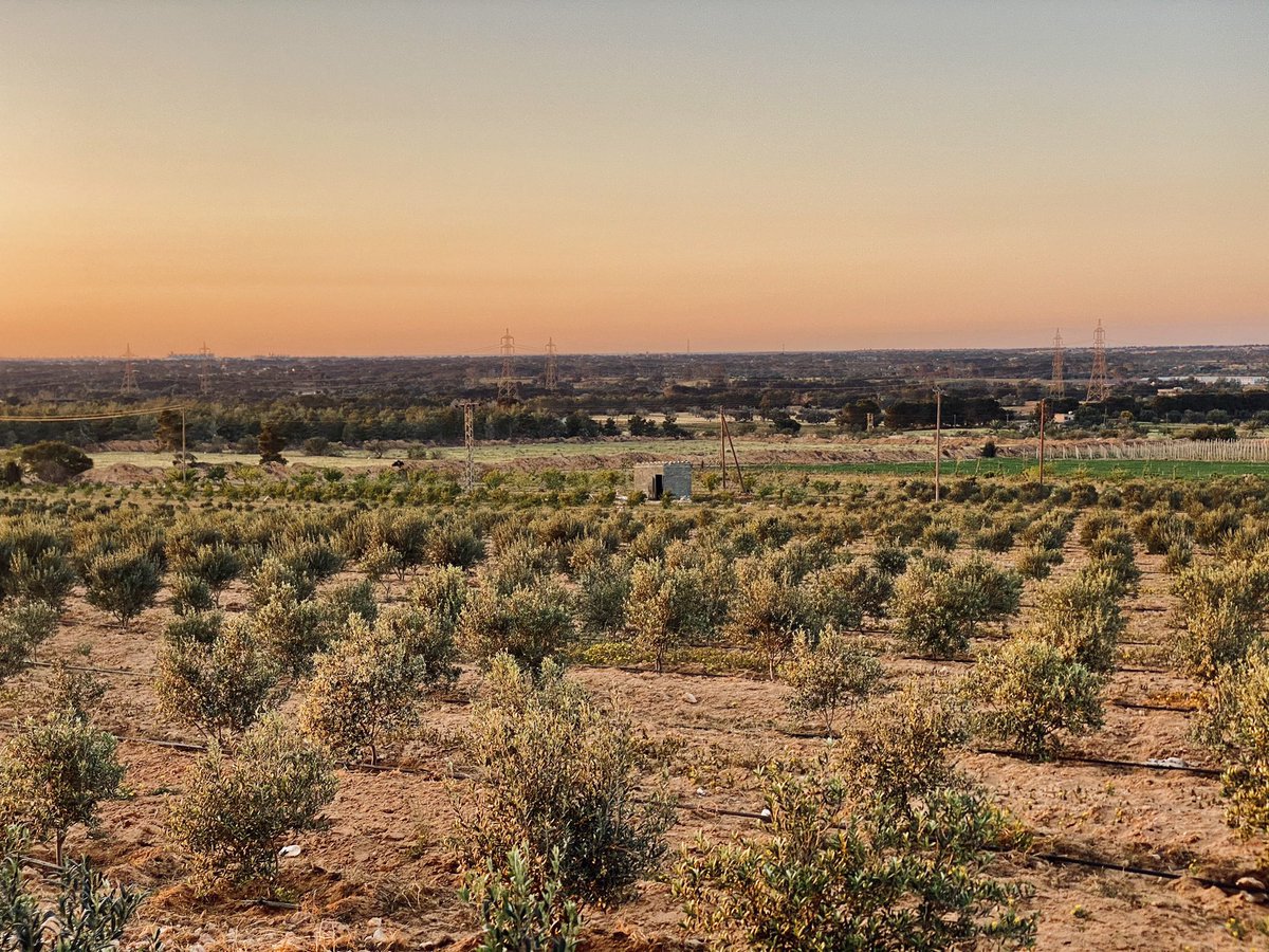 sdeksdeksdeksd1's tweet image. #الدفنية 👨‍🌾