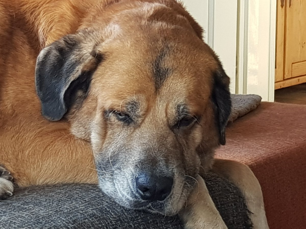 HeidiJansen's tweet photo. @projectlonica Hier ligt er een op de bank. Sergio. Geweldige honden zijn het. https://t.co/f07PNd3qO4