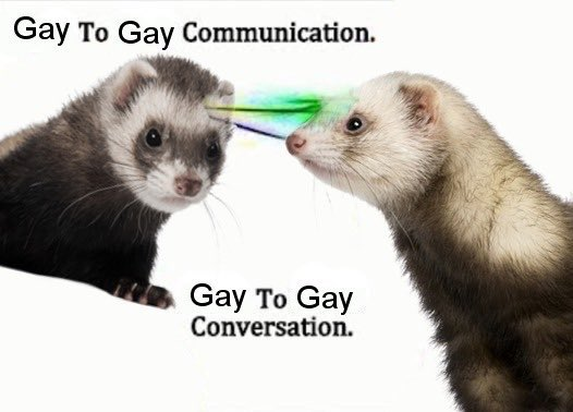 amaryllisite's tweet photo. it's funny ferret friday https://t.co/jY0w4nKDWS