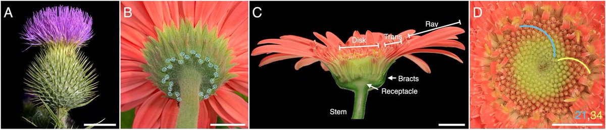 TengZhang_UH's tweet photo. Super thrilled this work is finally out! Many years of exciting collaborative works with Prof. Przemyslaw Prusinkiewicz's team, where we combine experimental results with modeling to understand how phyllotactic patterning happens in gerbera flower heads. https://t.co/yEWsGHU2WH https://t.co/7f0zTgVmFe