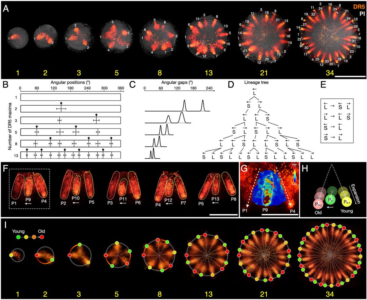 TengZhang_UH's tweet photo. Super thrilled this work is finally out! Many years of exciting collaborative works with Prof. Przemyslaw Prusinkiewicz's team, where we combine experimental results with modeling to understand how phyllotactic patterning happens in gerbera flower heads. https://t.co/yEWsGHU2WH https://t.co/7f0zTgVmFe