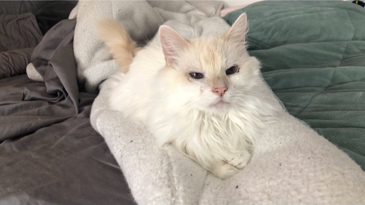 HaleySebald's tweet photo. hi i just wanna show off my cat 👼🏻 https://t.co/5gRJ3r4zGC
