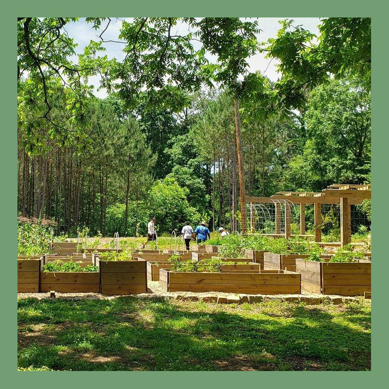 MillionGardens's tweet photo. This week's newsletter is about to drop—you still have time to subscribe at our website or https://t.co/Zab1zaQ2FL. This month we covered gardening news, subscriber-only tips, even the best gardening perfume for Valentine's (freshly picked tomato, thank you for asking). Join us! https://t.co/3HA8SrPVyY