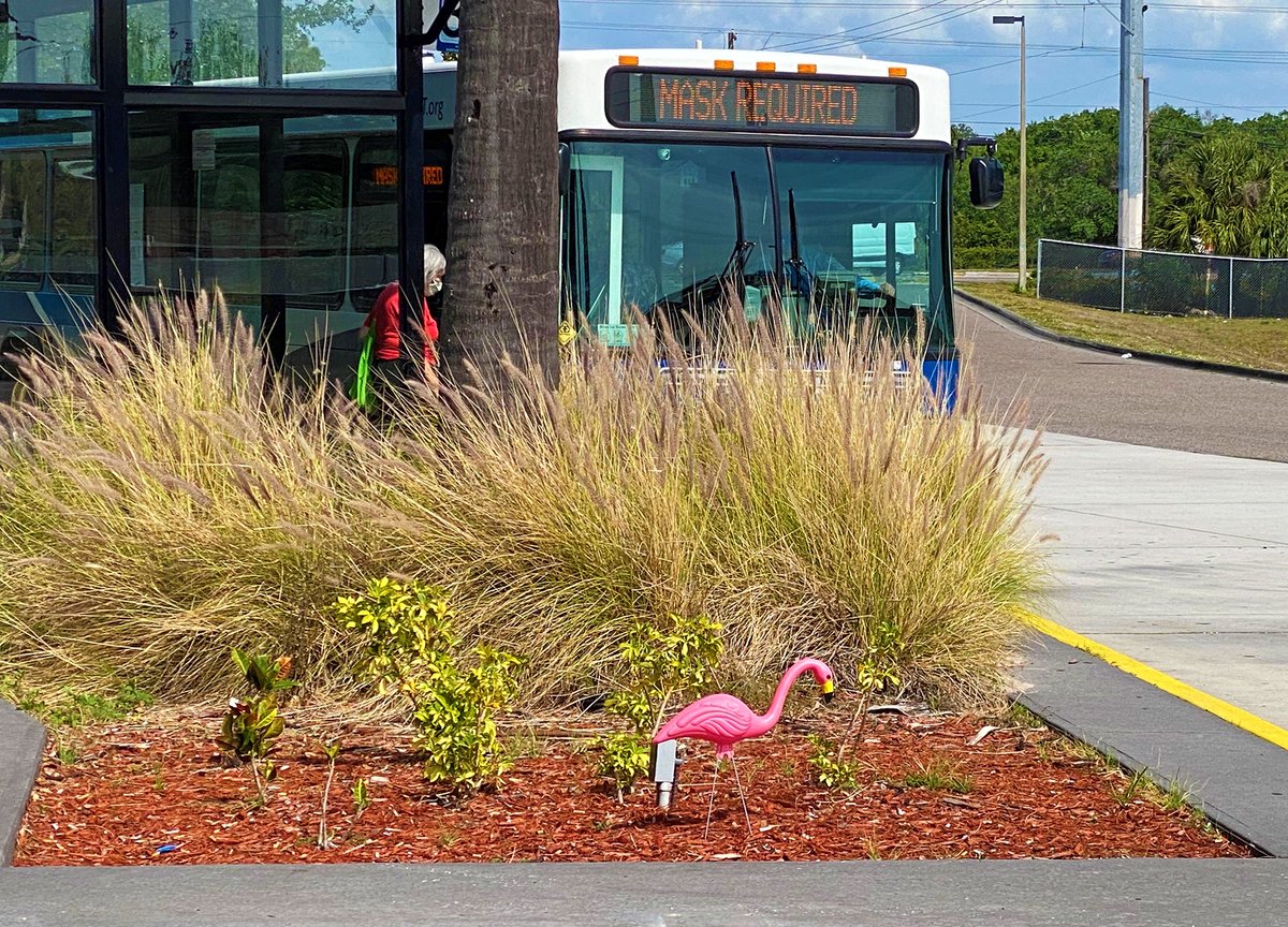 GoHART's tweet photo. FLAMINGO FRIDAYS! The 𦩠gang made it to our Northwest Transfer Center!
Ready to #JoinTheFlock? Flock this Way to https://t.co/3sBGo7rO7e to get started!
#FlockWeek #FlamingoFares https://t.co/jY0jBGmaLu