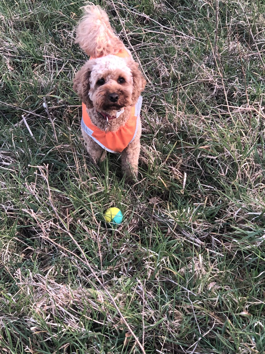 Stevenage_Golf's tweet photo. @MyGolfSpy @SrixonGolf Percy has been playing them for at least 12 months. https://t.co/V4UWoGsTg2