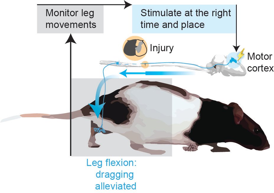 Scientists at <a href="/GRSNC1/">GRSNC</a> have created a #neuroprosthetic device that can directly target motor circuits in the cortex, allowing it to rapidly restore movement and improve walking in rats after incomplete injuries to the spinal cord. <a href="/UMontreal/">Université de Montréal</a> <a href="/MarcoBonizzato/">MarcoBonizzato</a> fcld.ly/ol9xyt3