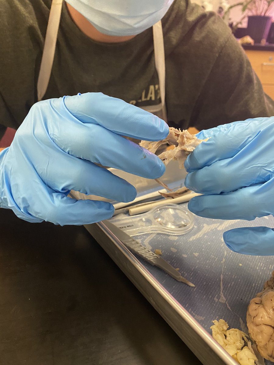lhs_science's tweet photo. These @LOCKHARTHS Juniors used their brains today in an unusual way. Check out the cool disection in @TeachMsA’s Anatomy #CTE #Anatomy class.  @CteLockhart https://t.co/dok3JNwSwB