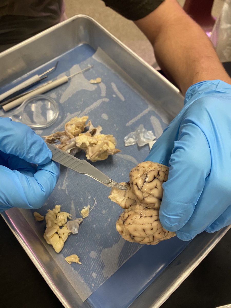 lhs_science's tweet photo. These @LOCKHARTHS Juniors used their brains today in an unusual way. Check out the cool disection in @TeachMsA’s Anatomy #CTE #Anatomy class.  @CteLockhart https://t.co/dok3JNwSwB