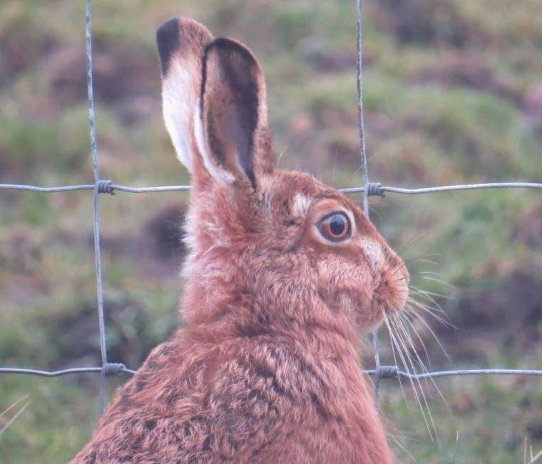 islayprints's tweet photo. Inspiration from the kitchen window. 

Our 8 year old captured this gorgeous hare from our window which provided the perfect inspiration for our Easter card offering available on #Etsy 

https://t.co/WO6oB5KyZM

#shophandmadehour #CraftHourScot #hare #britishwildlife #islay https://t.co/RFWT36EMdG