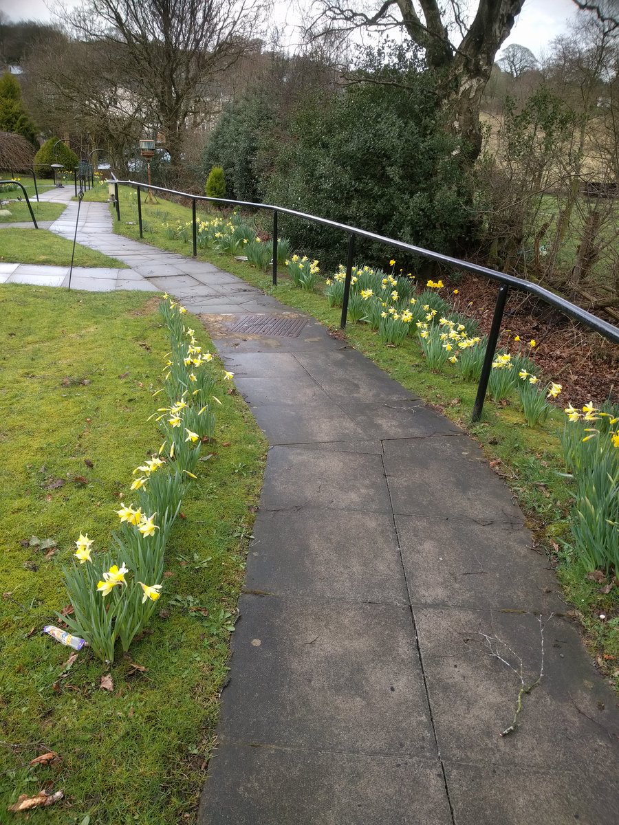 irisebloom's tweet photo. @nwibofficial1 A pathway bordered by daffs planted by volunteers on 2017 going from strength to strength for Chorley in Bloom. https://t.co/dncJ4Qt19k