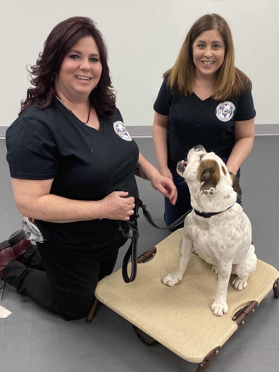 ISCDTrainers's tweet photo. Someone only has eyes for Jessica! 💕 When working with dogs, we get that loving feeling 💕  Learn how you can too! 
👇🏻 
https://t.co/ANrKh0pxKc

#cutedogs #dogtrainers #dogtrainerlife #studydogtraining #learntotraindogs #traindogs #howtotraindogs #iscdt #schoolfordogtrainers https://t.co/emvoO4ZEMQ