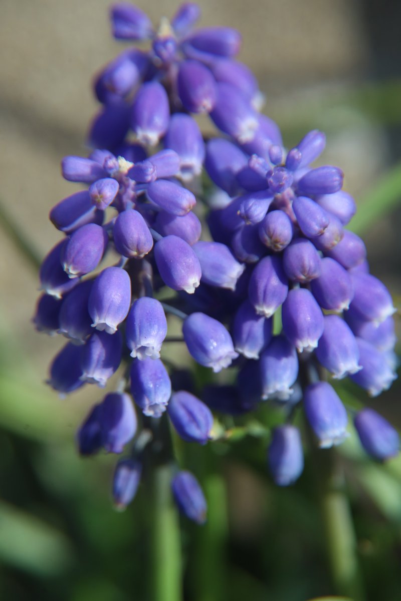 gontanokoneroku's tweet photo. Grape hyacinth😇 https://t.co/uVAnN8cWit