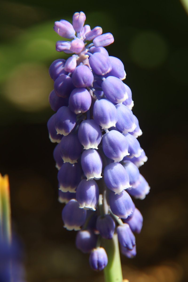 gontanokoneroku's tweet photo. Grape hyacinth😇 https://t.co/uVAnN8cWit