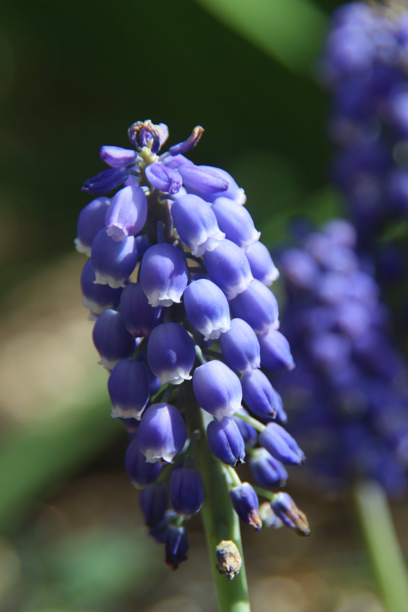 gontanokoneroku's tweet photo. Grape hyacinth😇 https://t.co/uVAnN8cWit