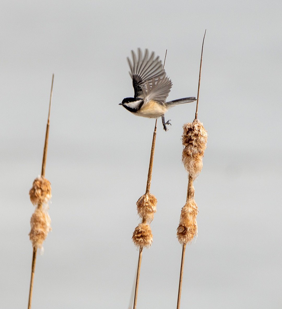 KFlanaganphotos's tweet photo. This one gives me so much joy❤  
Click for full view #blackcappedchickadee #birdphotography #TwitterNatureCommunity #spring https://t.co/ZVC4H4heWs