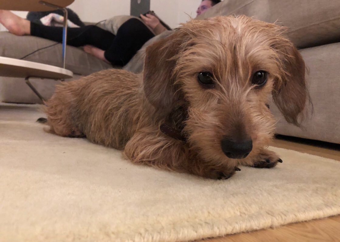 #STOLEN #Clapton E58PH 
Approx 11.20am 26.3.21 seen being put into black and blue smart car 07763749032 #toohottohandle #stolendog #missingdog #london #dachshund