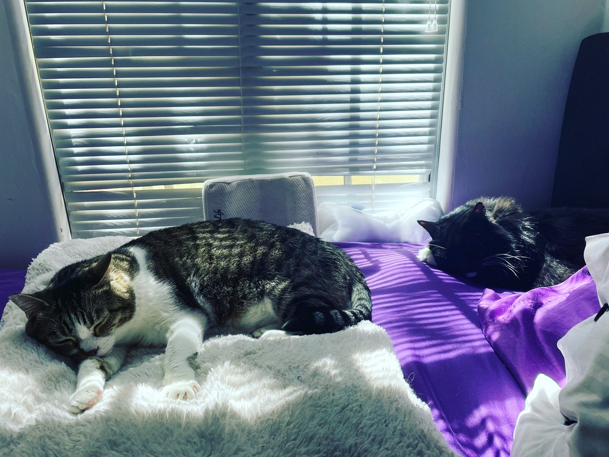 lisleweapon's tweet photo. Catnap😻😻#bestwaytoendtheweek #kittiesneednapstoo #TGIF #lisleweapon #theadventuresofablondegeisha #theblondegeisha https://t.co/wCTYLW7fuL