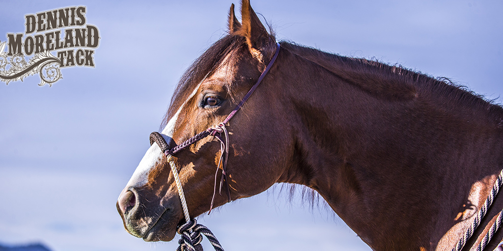 DmtackT's tweet photo. My Starting Bosal https://t.co/puoBsjBLxi is excellent for transitioning your colts from a snaffle to a California hackamore before a bridle. Get a great bosal and stay on budget. $135.00 https://t.co/UOG9imcnFh