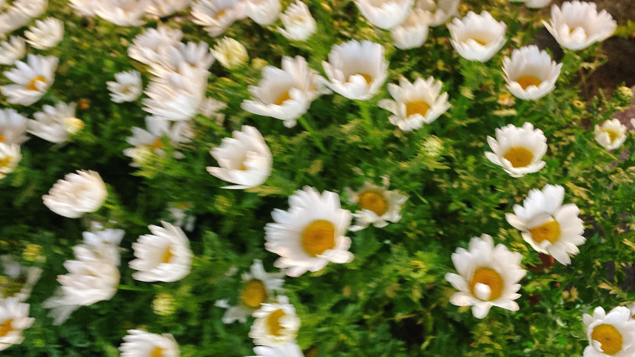 こん3 テレワークしてる間に 駅前の花壇がマーガレット になってた 寒い夜に凍えるようにし花を閉じるマーガレットも かわいい T Co 8exvwl9mmo Twitter