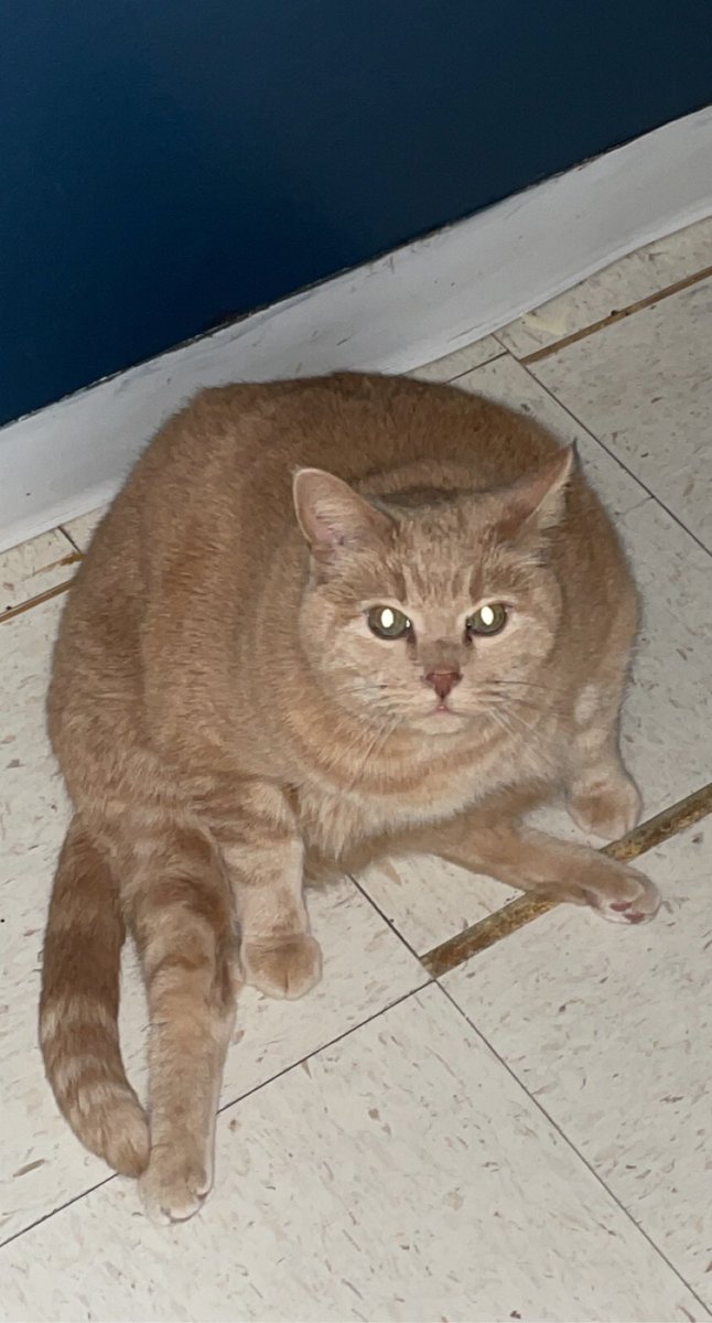 atesch10's tweet photo. You come across this man in a dark ally at 3am. He demands you feed him. Wyd? https://t.co/xQg6FUs9U9