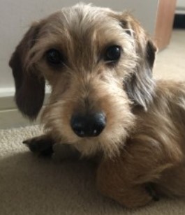 DogLost tweet media
