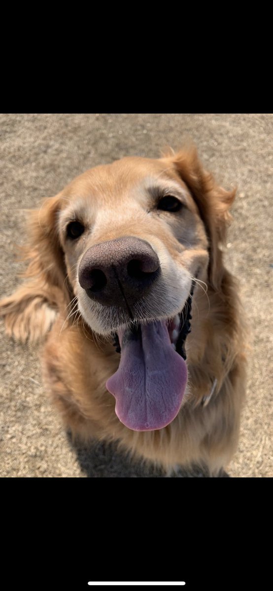 Laurier Dogs tweet media