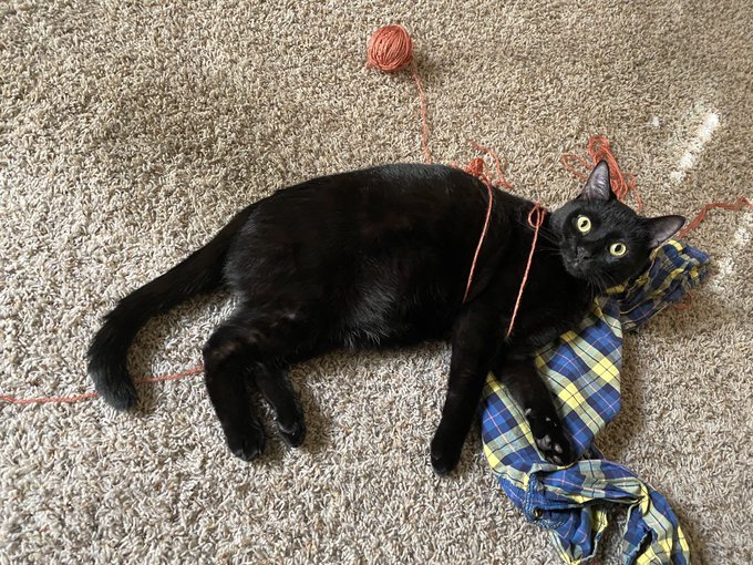 Caught red handed, no fucks given https://t.co/myG3wLW1pP