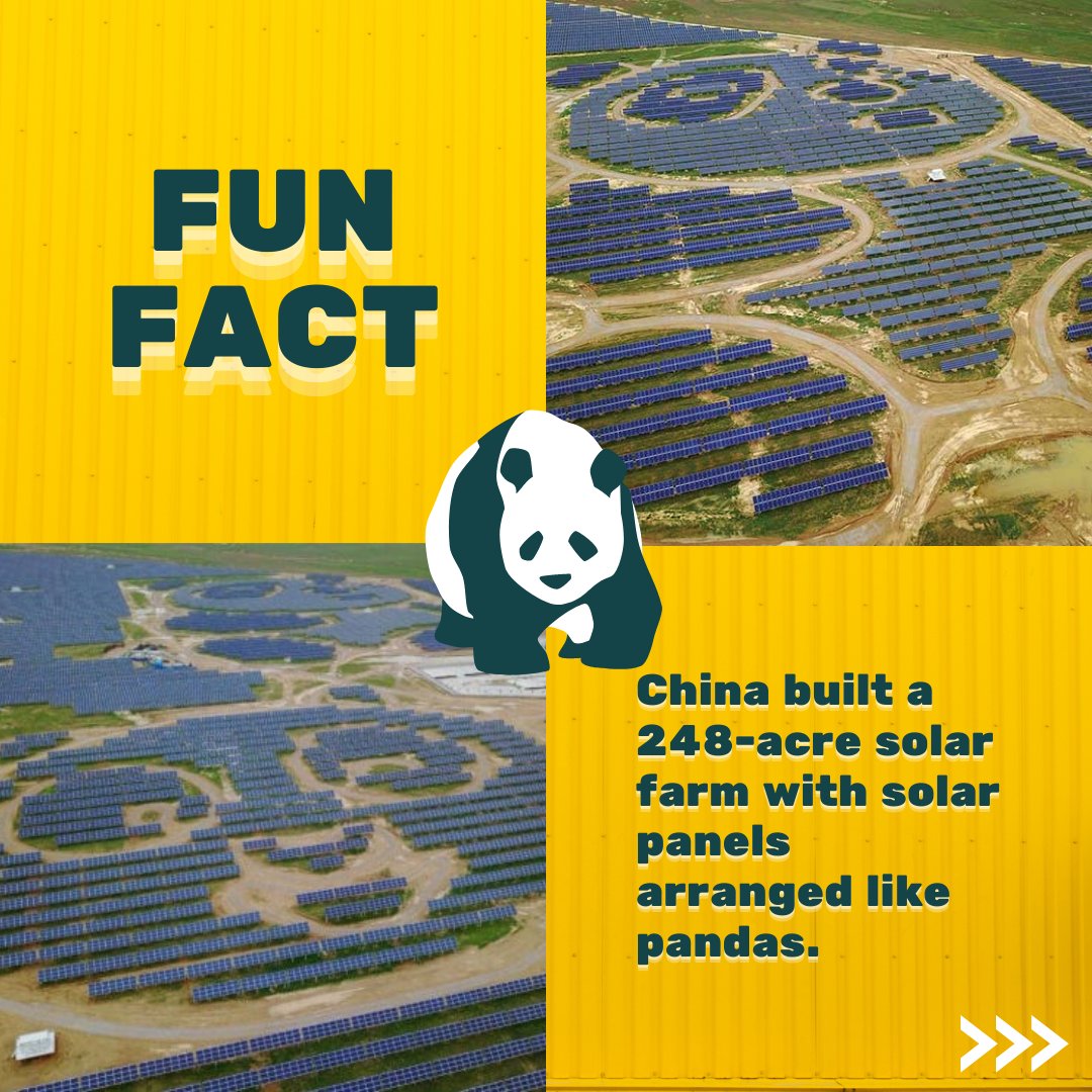 serrt_uprm's tweet photo. #FunFactFriday | Did you know about the panda shaped solar farms in China? 
🌤🐼
•
•
#funfacts #solarfarm #pandas #solarpanels #solarenergy #panelessolares #energiasolar #SERRT #uprm https://t.co/1IqHYvqhBZ
