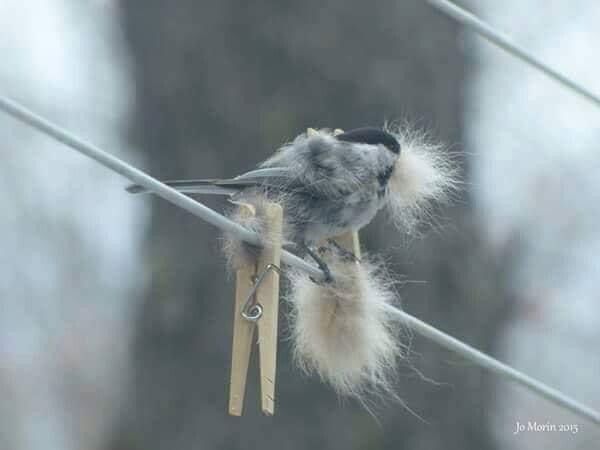 Luzdesperanza's tweet photo. Un buen consejo para la primavera.
Si tienes mascotas de pelo largo, cepíllalas y ata los mechones de pelo con pinzas para ropa a cercas, arbustos, etc.
Los pájaros vendrán con mucho gusto y las recogerán para fabricar un acogedor y calentito nido 😉. https://t.co/EtqcE3qfz8