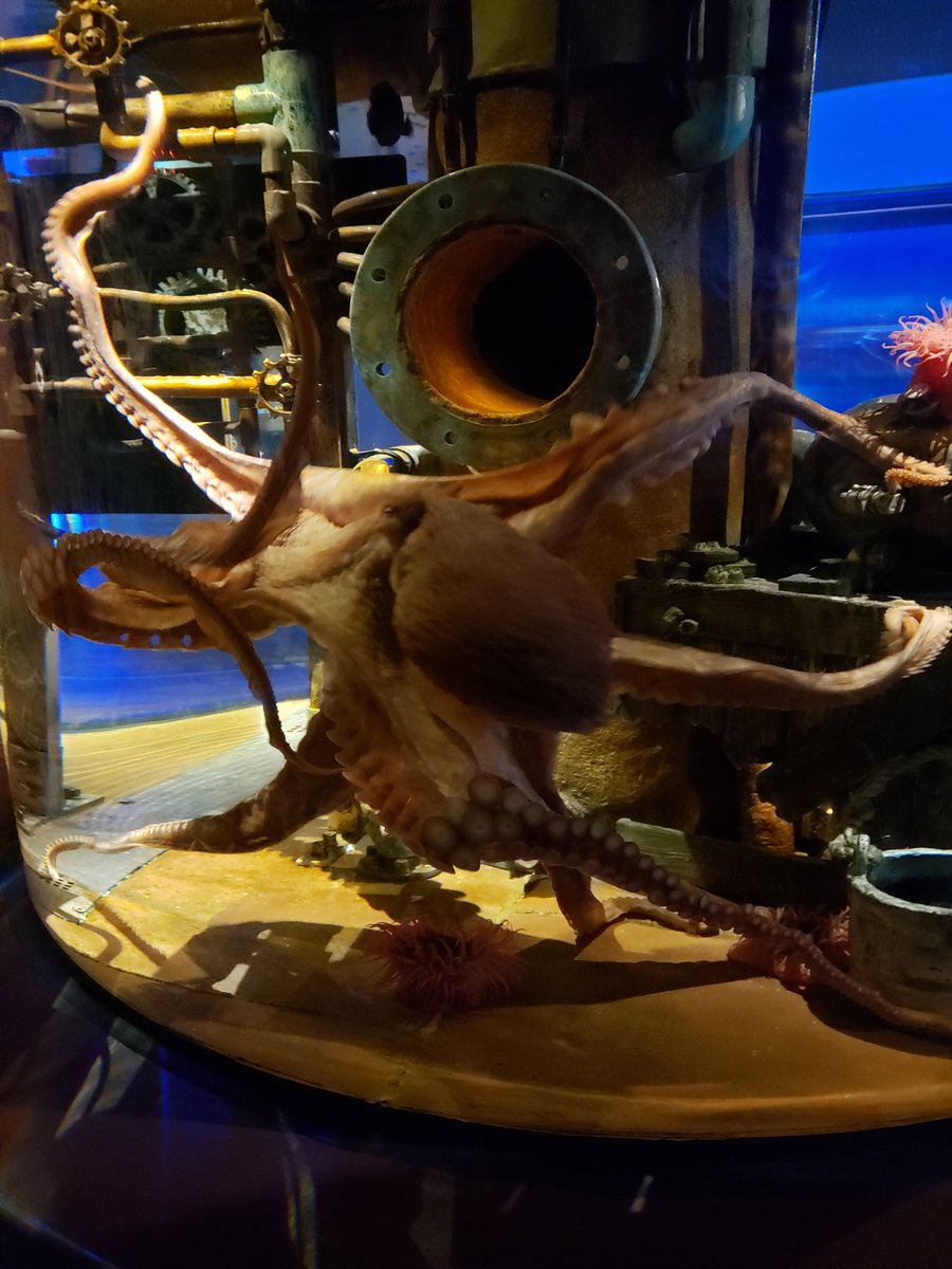 thumbalinaus's tweet photo. So cool to see the giant octopus today at the @OkAquarium WOW! #FamilyFunTime #OKLife https://t.co/pKxQyLDZSB