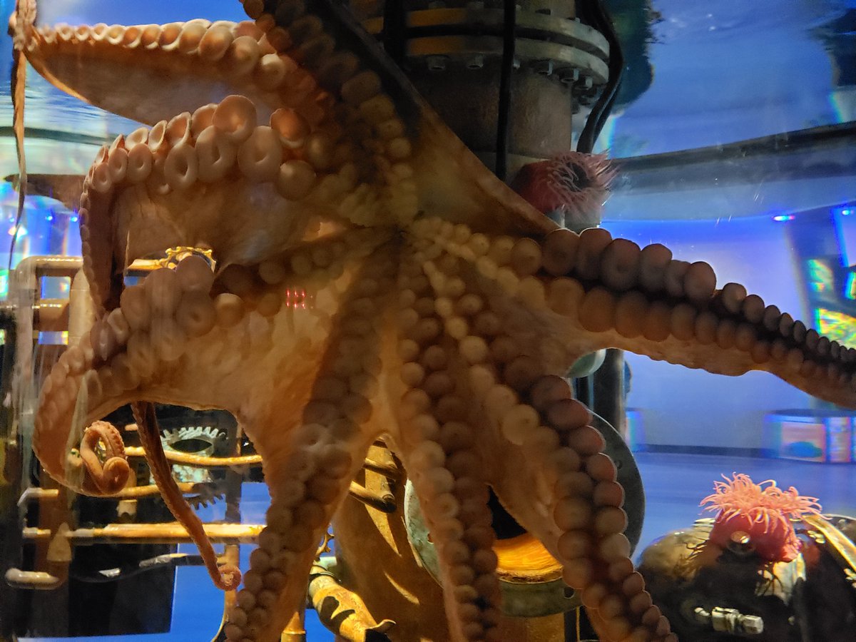 thumbalinaus's tweet photo. So cool to see the giant octopus today at the @OkAquarium WOW! #FamilyFunTime #OKLife https://t.co/pKxQyLDZSB