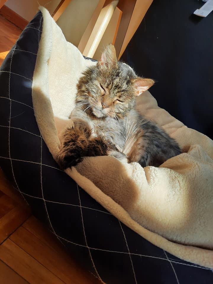 Ladodue's tweet photo. Le brave #Touf profite du soleil #everycat https://t.co/KnlvFhpVmY
