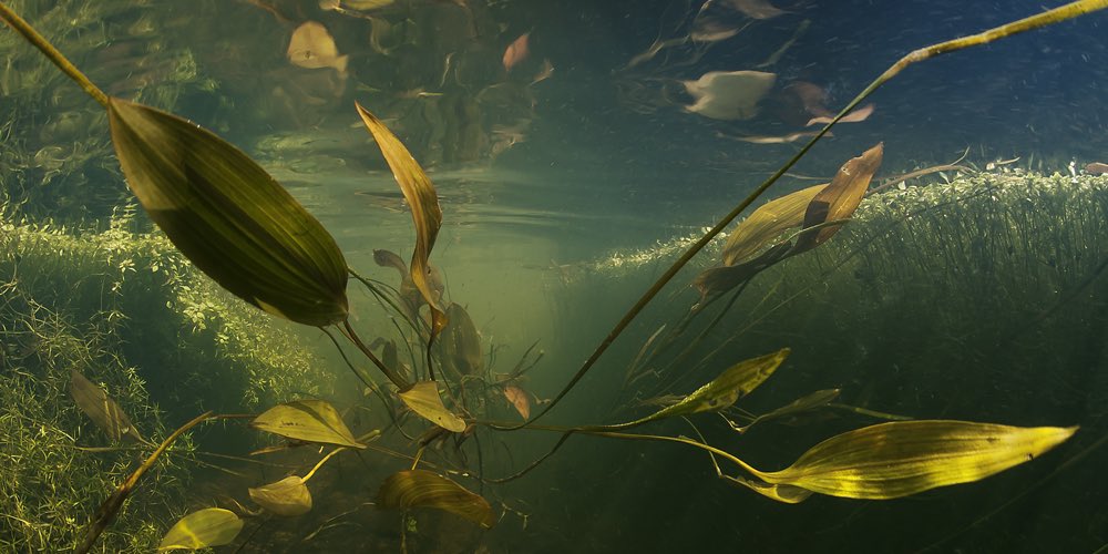 Het was een super week van de kennisimpuls. Diverse producten zijn er opgeleverd. Rapport over slib met invloed op de waterkwaliteit, factsheets ecologie irt waterkwaliteitsaspecten fosfaat, stikstof, vogels en meer. Biociden in de keten.  En plannen 2021 kennisimpulswaterkwaliteit.nl/nl/resultaten