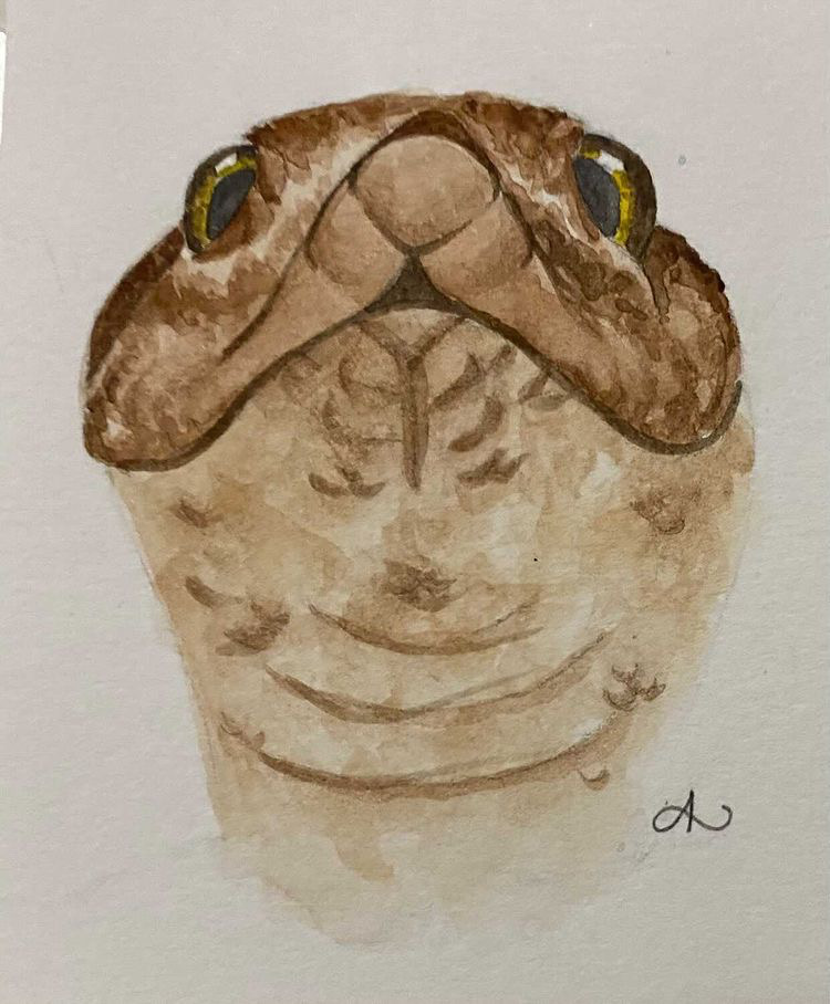 Art Showcase! Check out this awesome painting done by one of Pangea's followers Abby! Give her some love @axolotl872 on Instagram, Facebook and Twitter!

#pangeareptile #pangea #art #illustration #painting #showcase #cilatus #reptile