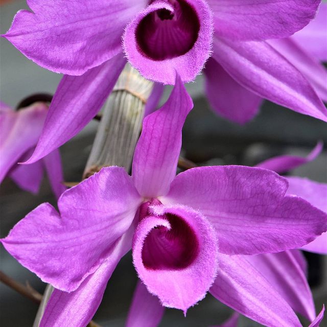 IvyChicago's tweet photo. Spring is here and the always lovely @ChicagoBotanic Garden on Forbes Travel's list of the most gorgeous spring gardens in America!

Why not check out their beautiful collection of orchids this weekend?! 🤩💜 https://t.co/SWiR8jy1BX